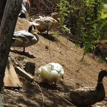 Campsite цветовете на слънцето Burgas